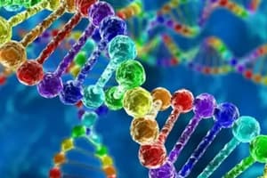 Genetics of Sex: Chromosomes, Genes, and Inheritance