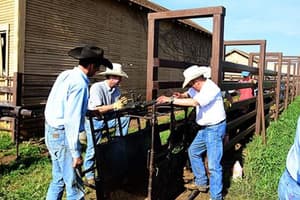 Calf Table and Pasture Work