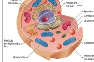 1. Quiz Biología a transporte en masa 27 a 40