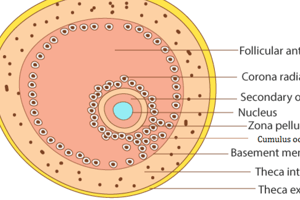 reproductive fucntions