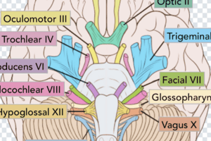 Cranial Nerves