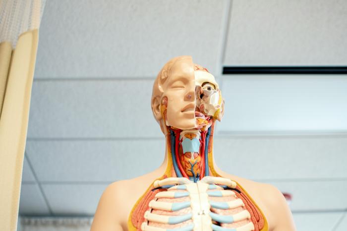 An educational model of the human body