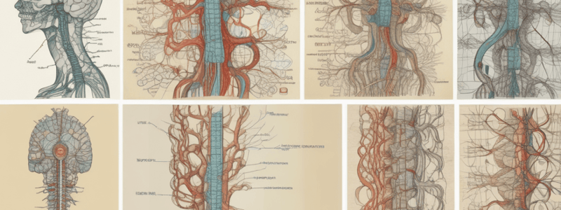 Spinal Cord Functions