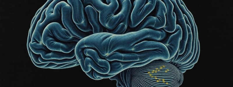 Neuroscience Quiz on Brain Structures and Functions