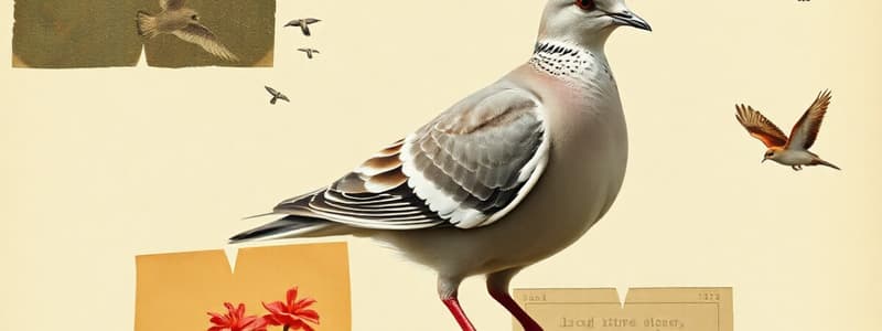 White-Winged Dove Biology Overview