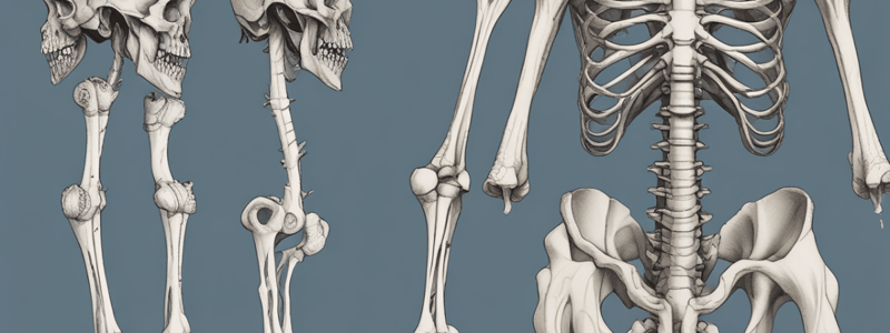 Femur Bone Structure and Function