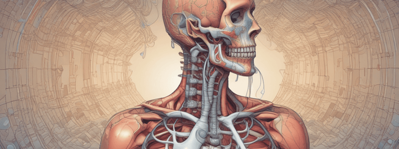 Respiratory System Anatomy and Airway Compromise