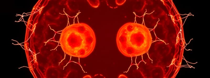 Mitosis Overview and Phases