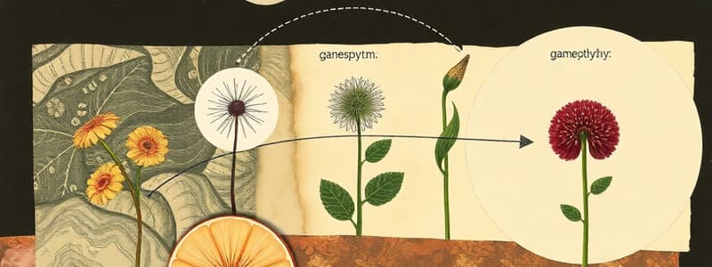 Angiosperm Life Cycle Overview