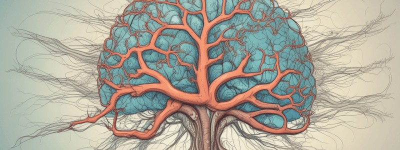 Central Nervous System: Structure and Function