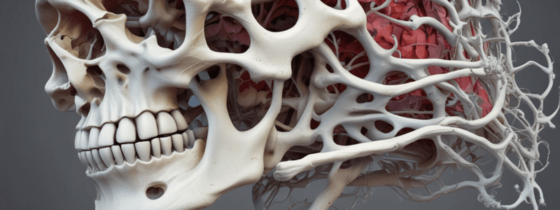 Bone Anatomy: Diaphysis, Epiphyses, and Metaphyses