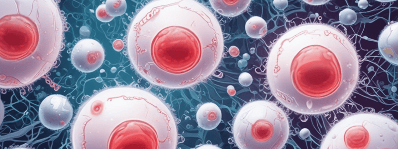 White Blood Cells: Lymphocytes and Phagocytes