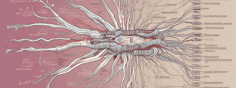 Autonomic Nervous System Structure