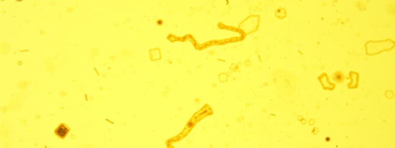 Microbial Fermentation Paths and Applications