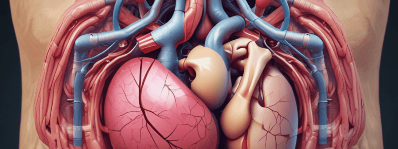 Kidney Macroscopic Anatomy Quiz