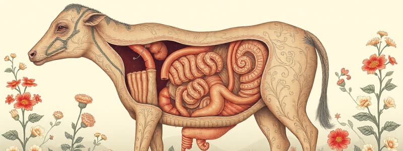 Digestive System Overview Quiz