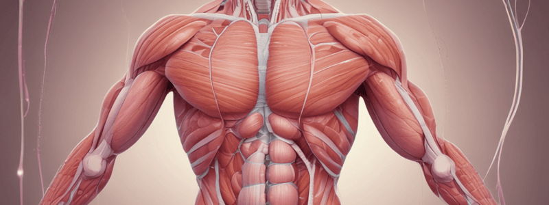 Muscle Physiology Lecture 5: Smooth Muscle