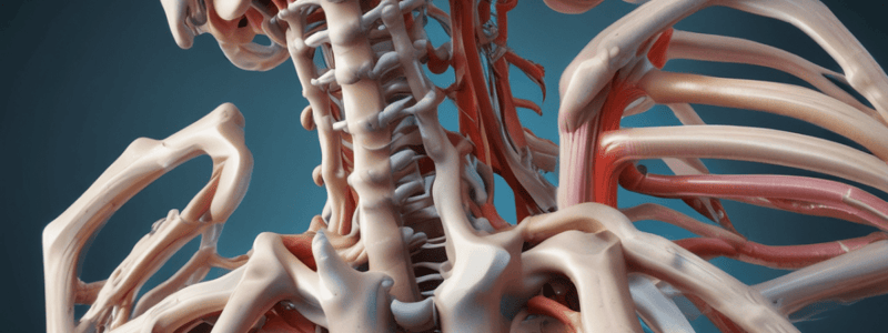 Ligamentos de la Columna Vertebral