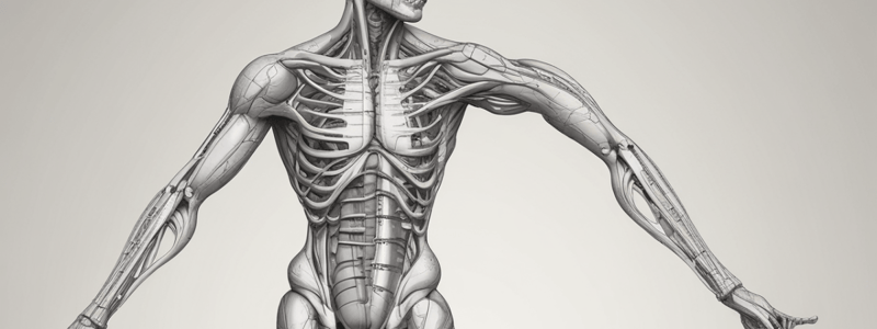 Lecture 11 - Muscular system A+P2