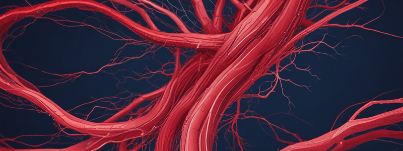 Anatomy of Blood Vessels