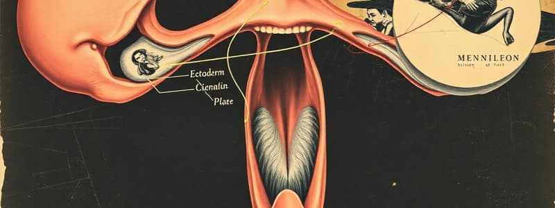 ￼ Embryology; face & palate