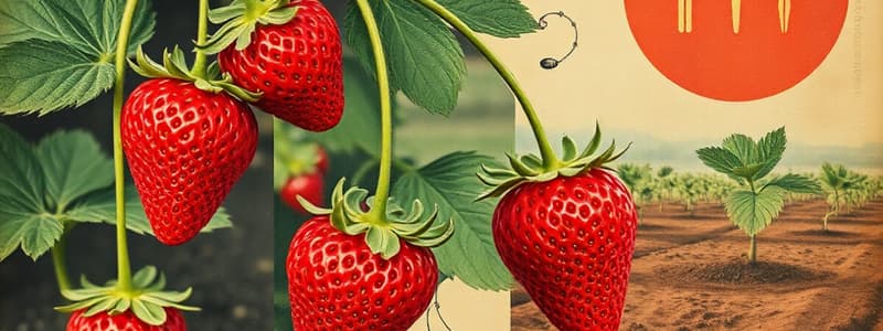 Strawberry Cultivation and Propagation Methods