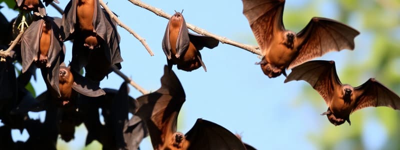 Fruit Bat Migration in Kasanka National Park