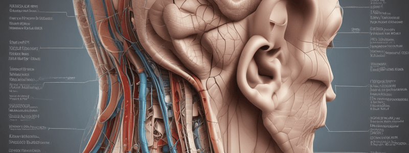 Lecture 10:Anatomy and Functions of the Ear