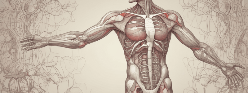 Circulatory System: Heart and Blood Vessels