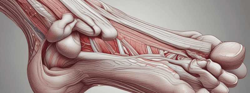 Anatomy: Muscles of the Foot