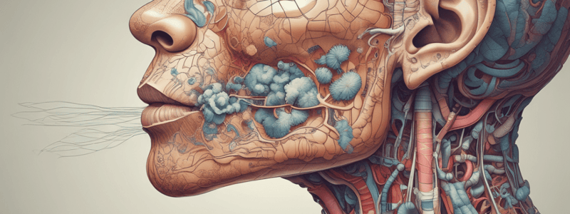 Respiratory System Anatomy Quiz