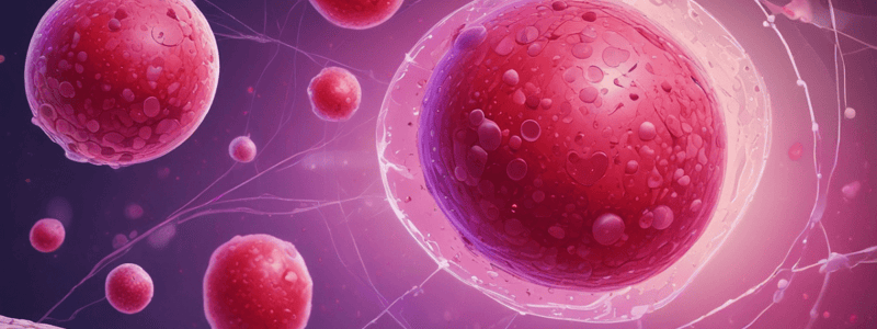 Hypersegmentation of Neutrophils