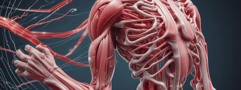 Muscle Contraction: Sliding Filament Model