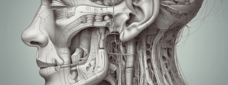 Anatomy of the Ear