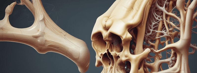 Bone Structure and Types of Spongy Bone