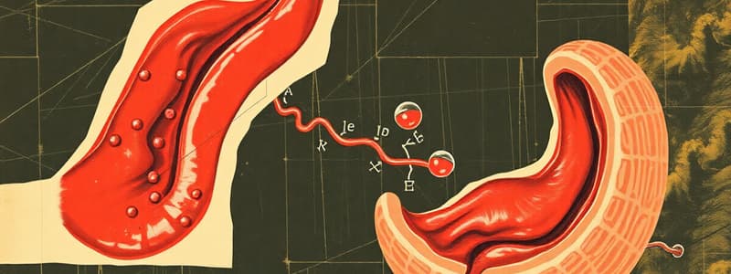 Saliva and Digestion Quiz