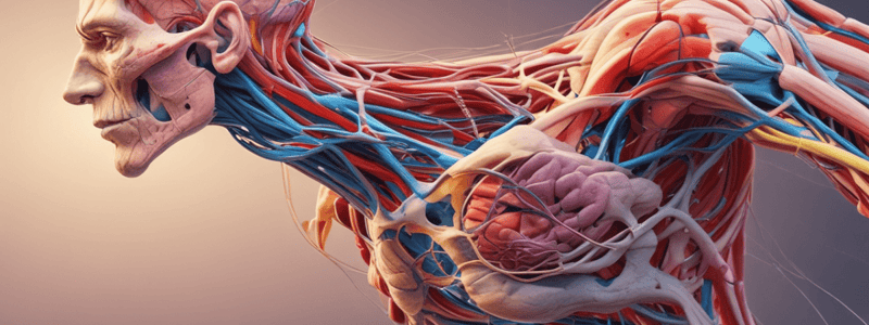 Musculocutaneous and Radial Nerve Anatomy