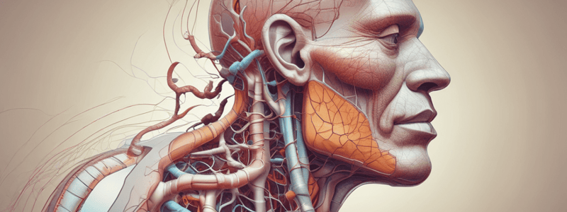 Human Respiratory System