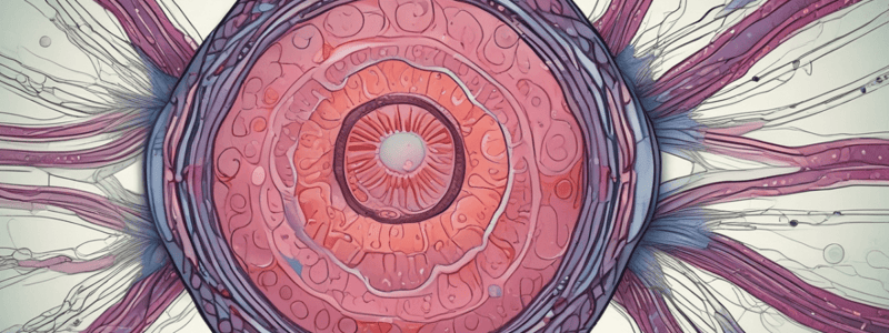 Anatomy of the Testicle and Spermatogenesis