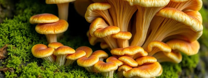 Houby (Fungi) - Stručný přehled