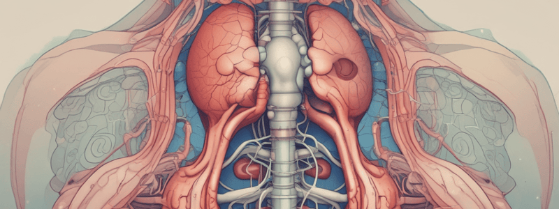 Renal and Urologic System: Functions and Anatomy