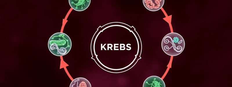 Ciclo de Krebs