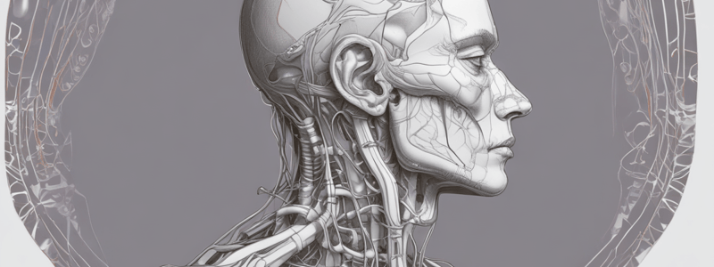 Neck Anatomy: Triangles and Muscles