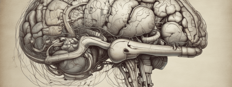 Anatomy of the Brain and Venous Sinuses