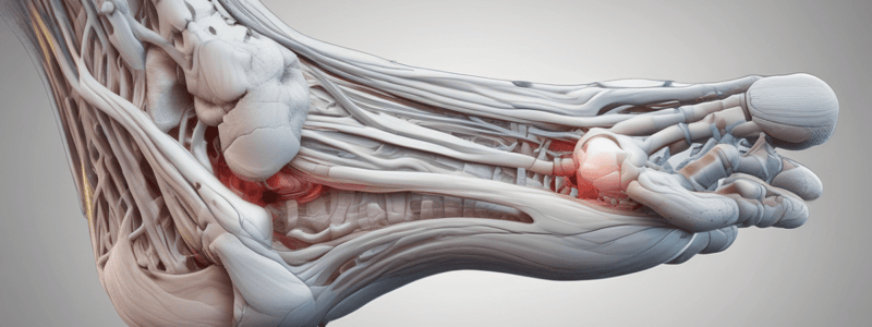 Biomechanics of the Ankle and Foot