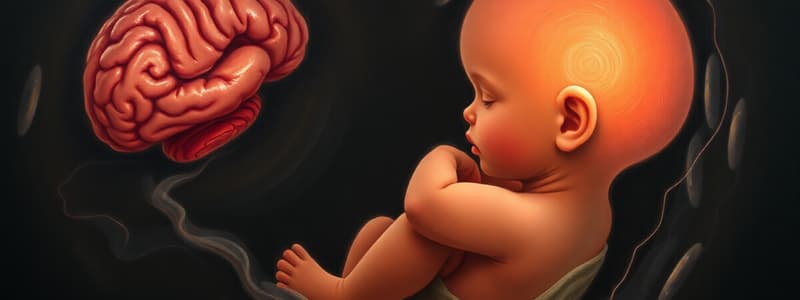 Prenatal Development: Stages and Brain Development