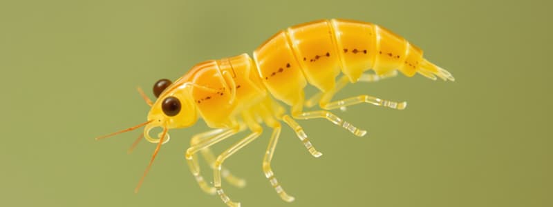 Phronima sedentaria y su hábitat