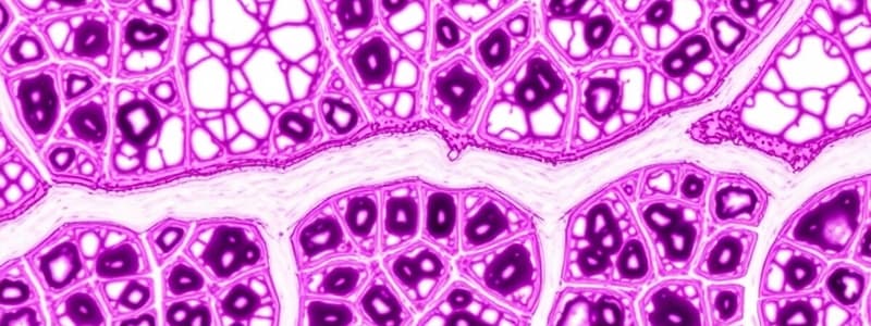 Cell Junctions and Connective Tissue Quiz