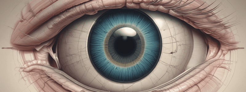 Anatomy of the Orbit and Eyelid