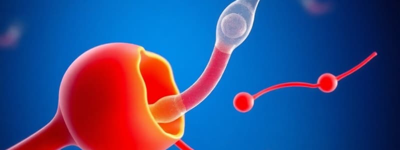 Male Reproductive System Quiz